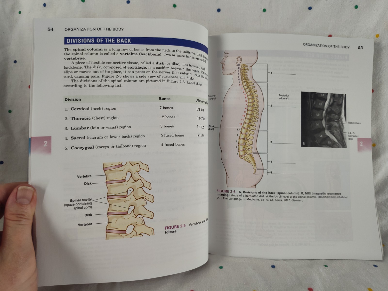Medical Terminology A Short Course By Davi-Ellen Chabner 8th Edition ST46