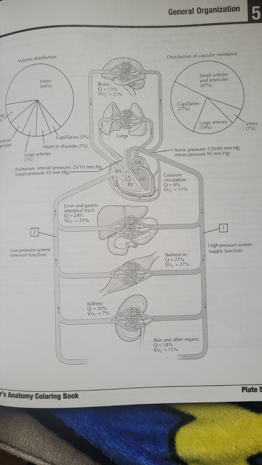 Netter Basic Science Ser.: Netter’s Anatomy Coloring Book Updated Edition by…