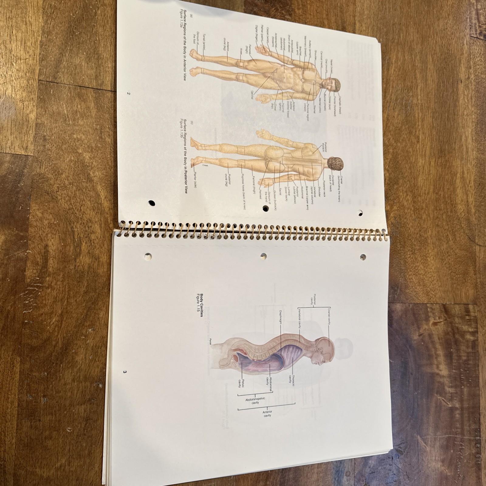 Student Study Art Notebook Concepts of Human Anatomy & Physiology Spiral PB Book