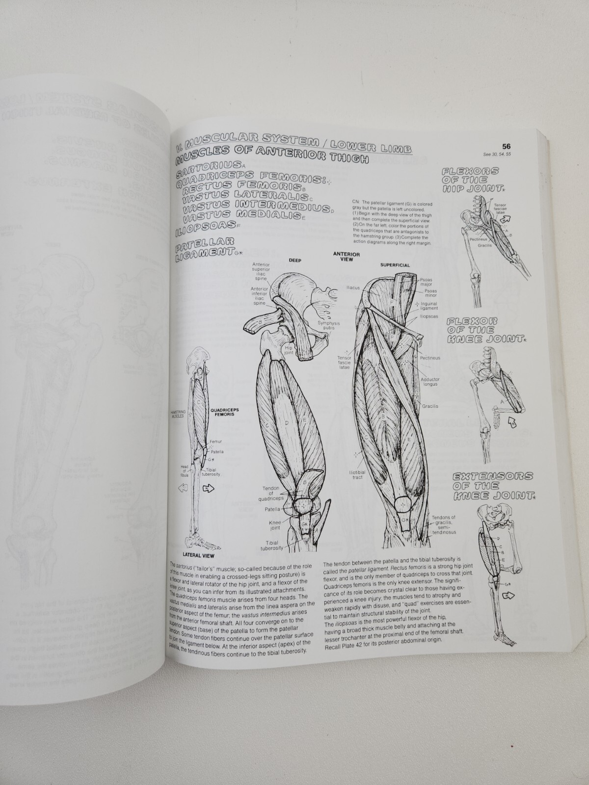 THE ANATOMY COLORING BOOK by Lawrence M. Elson and Wynn Kapit (1997 softcover)