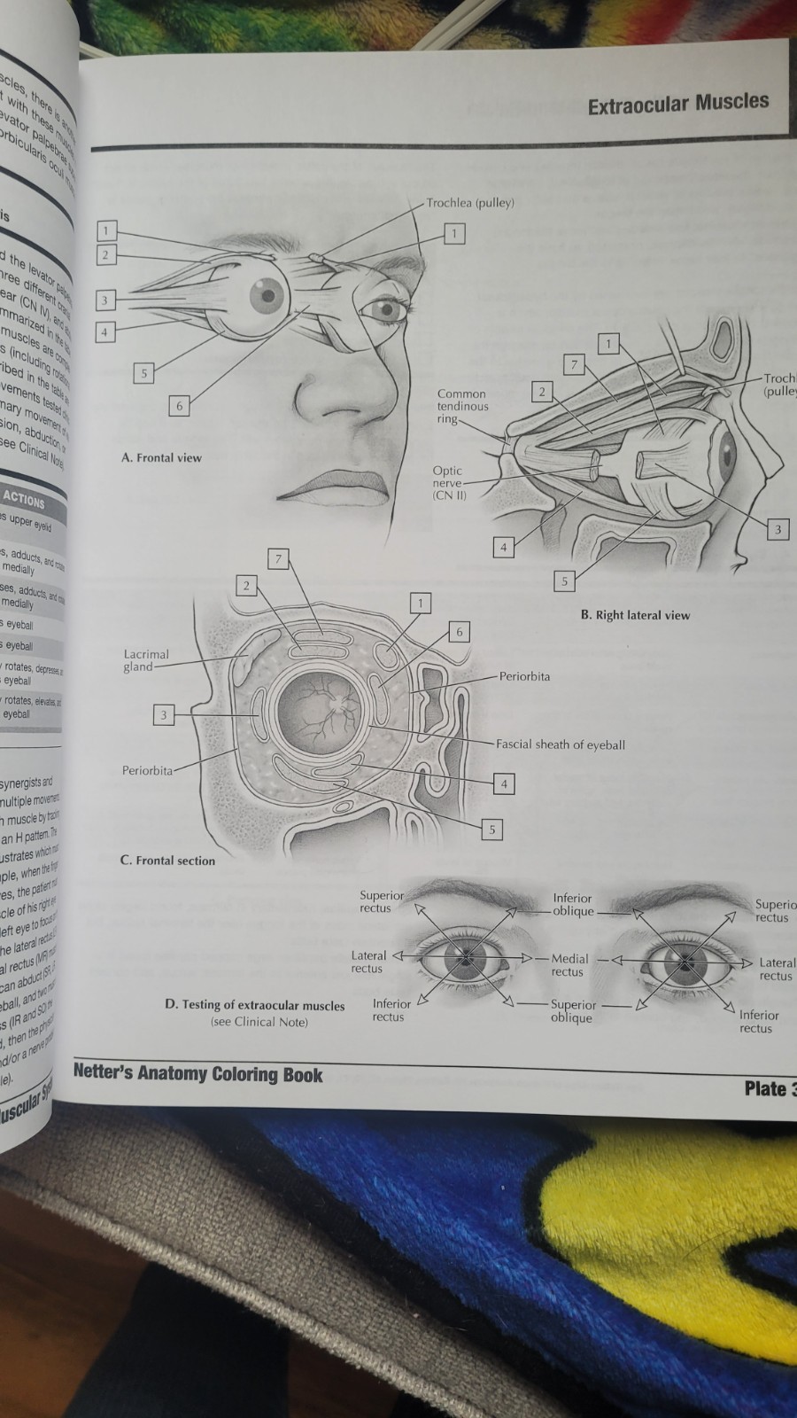 Netter Basic Science Ser.: Netter’s Anatomy Coloring Book Updated Edition by…
