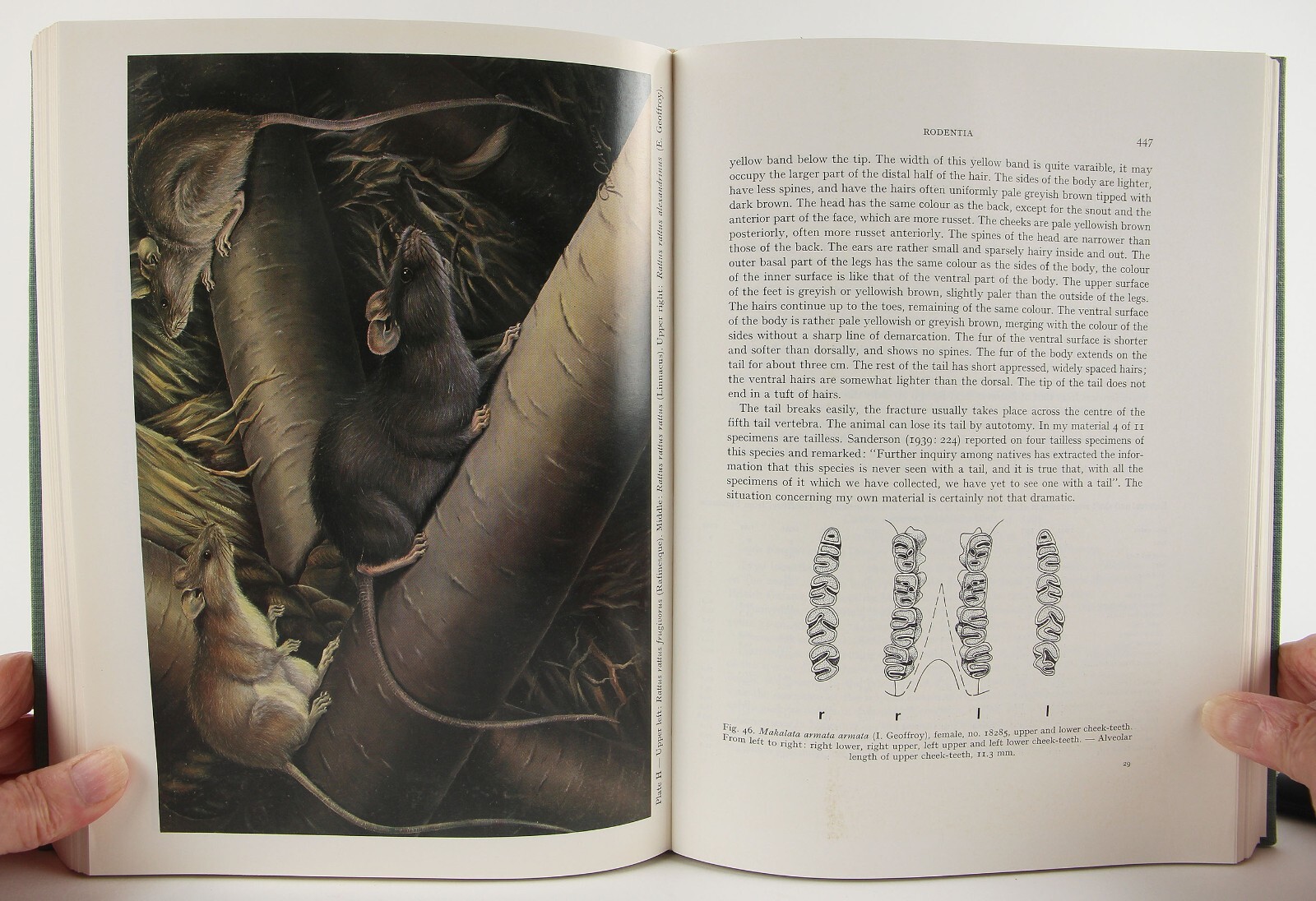 A.M. Husson’s The Mammals of Suriname 1978 Brill VG+ Zoology 152 Species