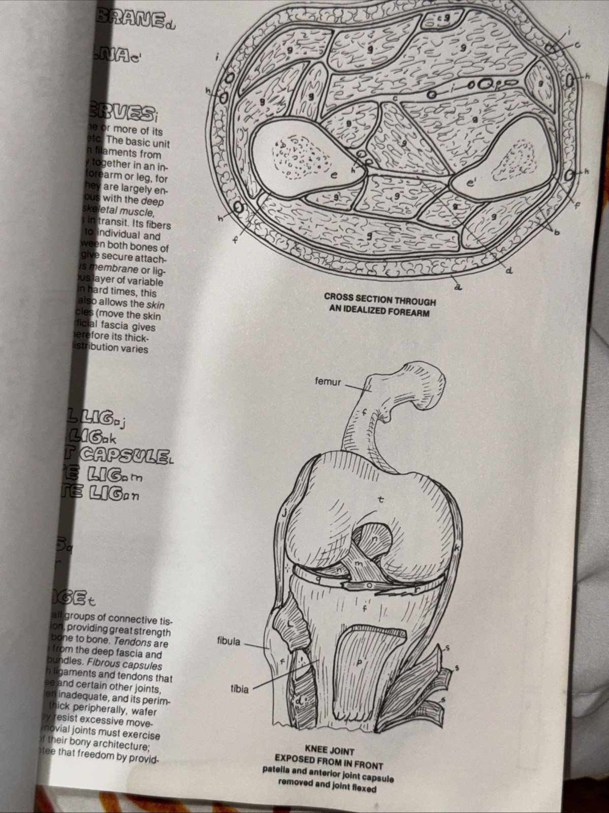 The Anatomy Coloring Book , Wynn Kapit