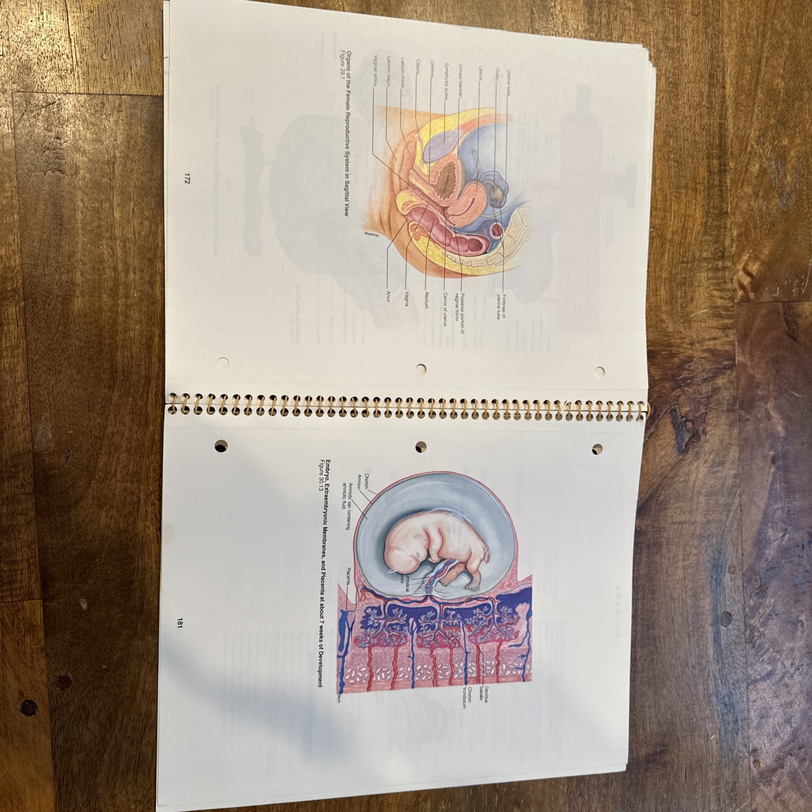 Student Study Art Notebook Concepts of Human Anatomy & Physiology Spiral PB Book