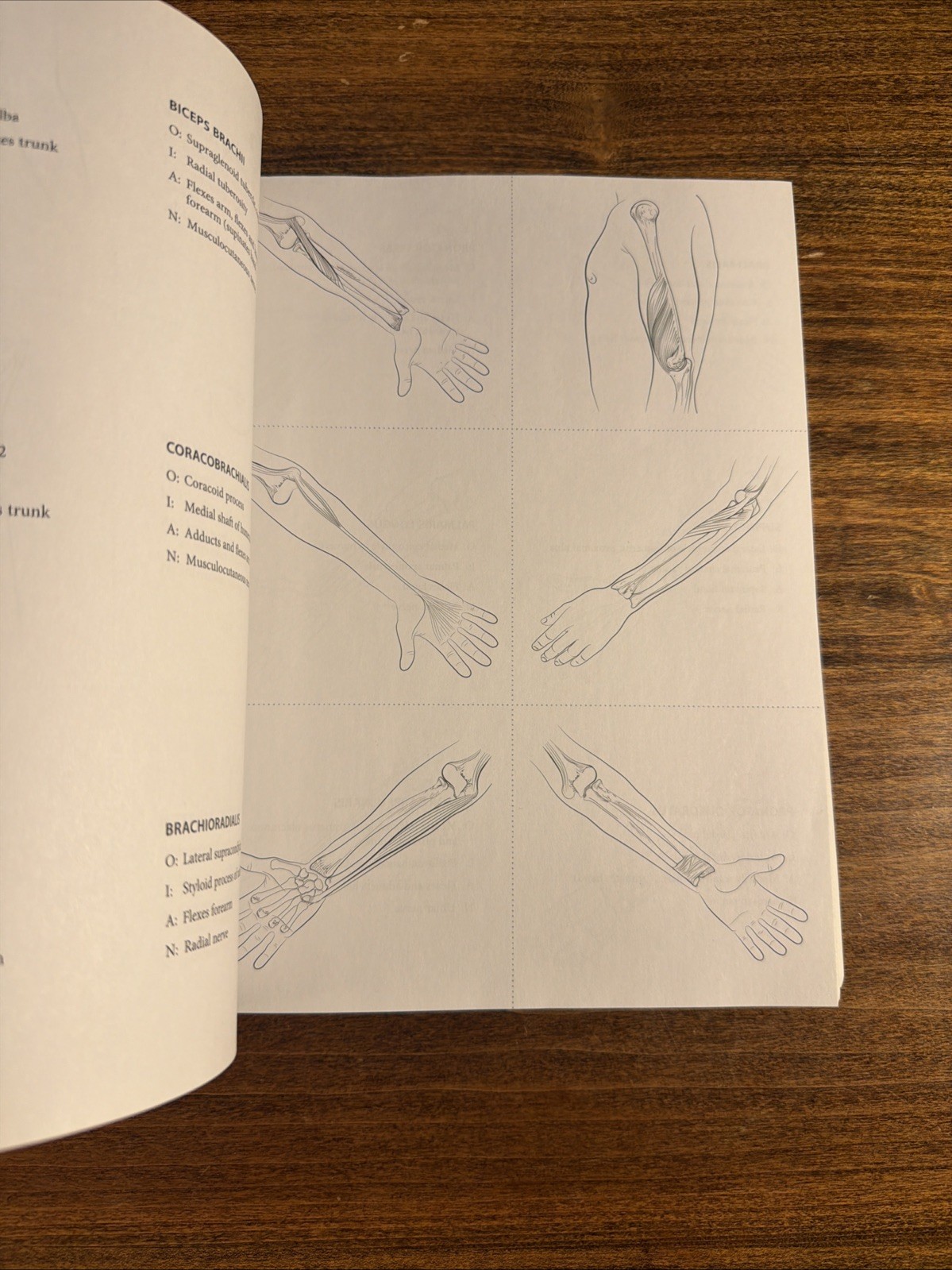 Anatomy Coloring Book by Eric Wise (Kaplan 2024) 10th Edition PB