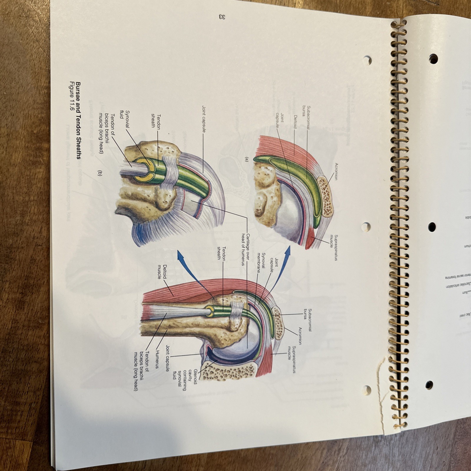 Student Study Art Notebook Concepts of Human Anatomy & Physiology Spiral PB Book