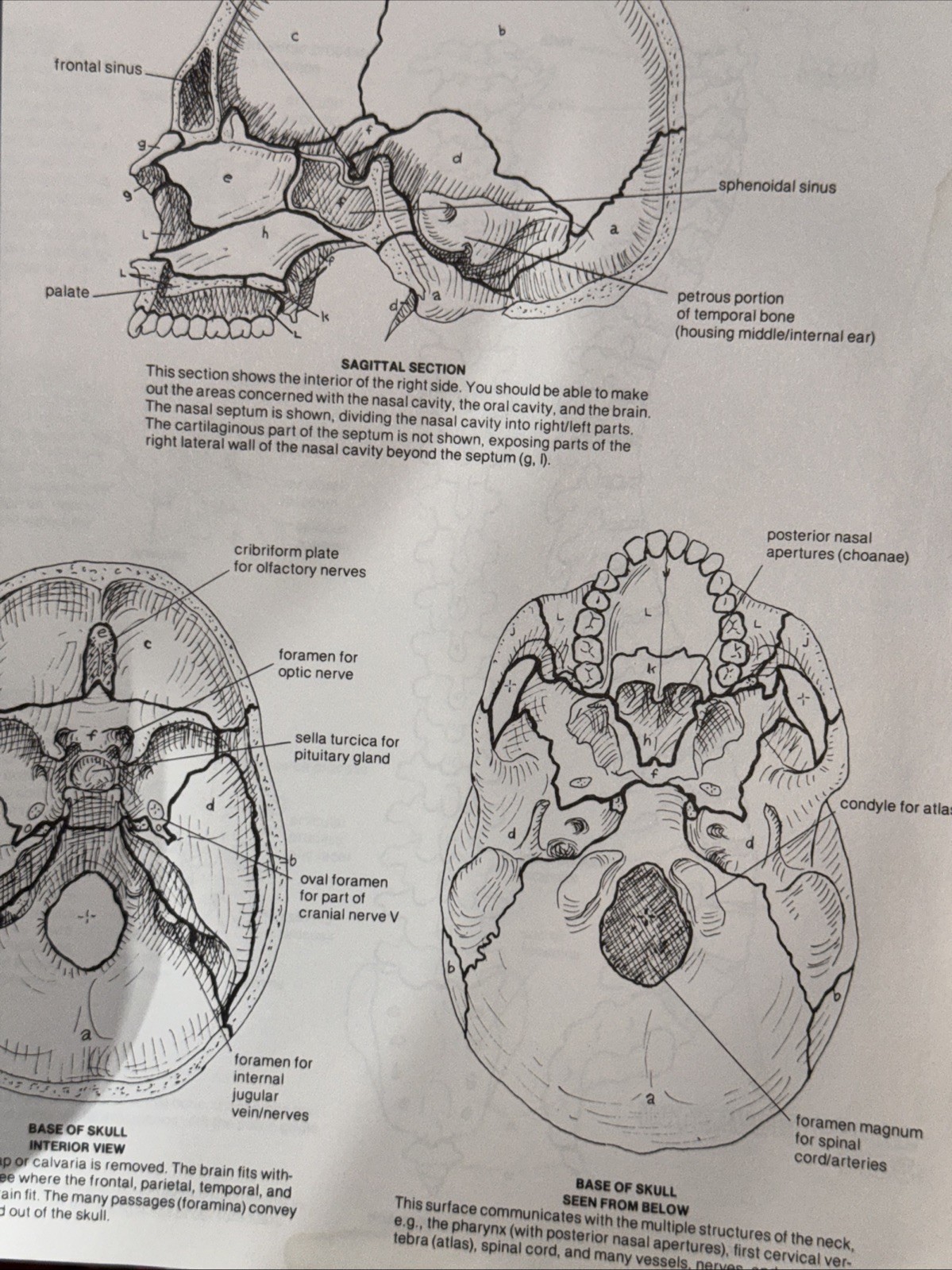 The Anatomy Coloring Book , Wynn Kapit