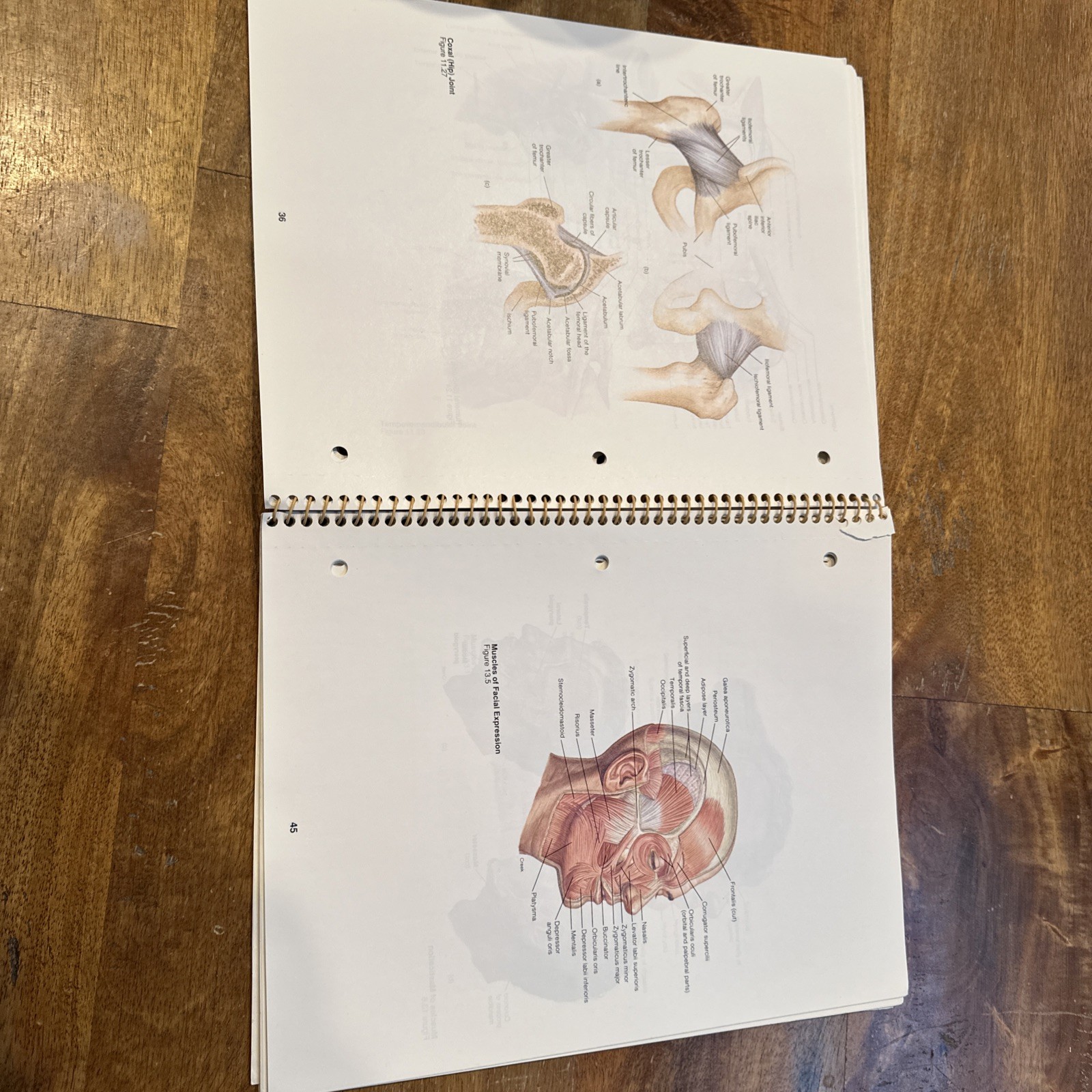 Student Study Art Notebook Concepts of Human Anatomy & Physiology Spiral PB Book