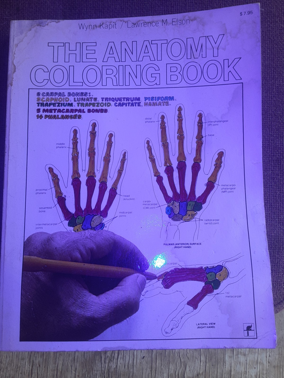 The ANATOMY Coloring Book ’77 Edition Kapit/Elson Used Coffee Stain On COVERS $9