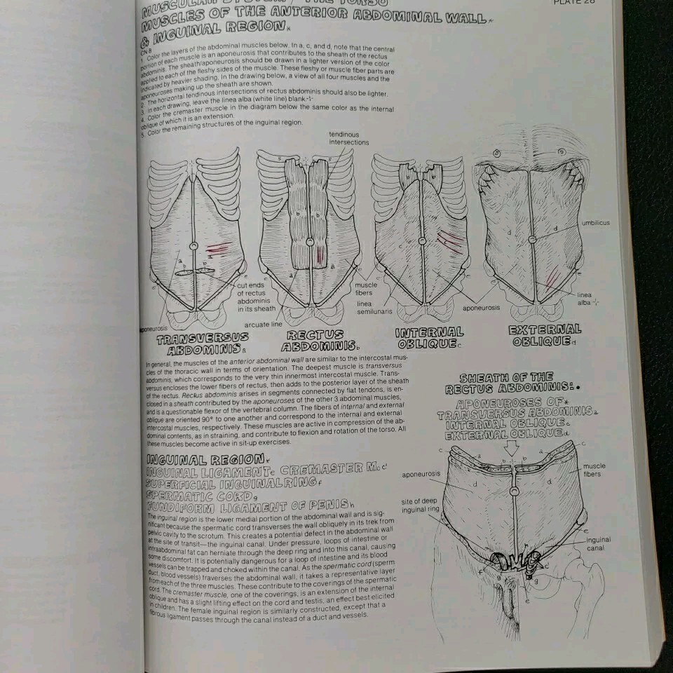 Anatomy Coloring Book by Wynn Kapit and Lawrence M. Elson, Some writing no color