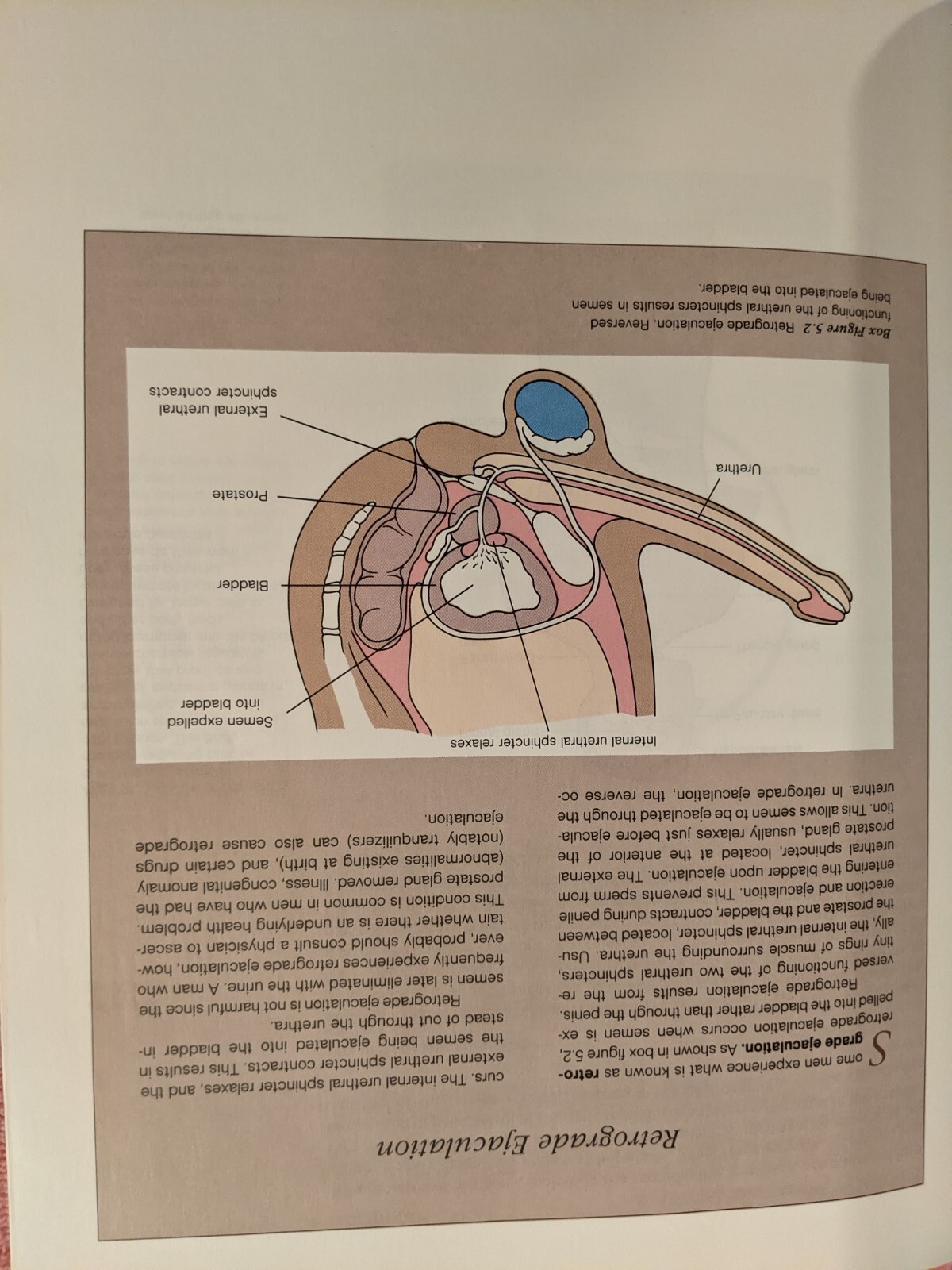 Byer et al, DIMENSIONS OF HUMAN SEXUALITY, 1988, PB, Second Edition, 656 Pages