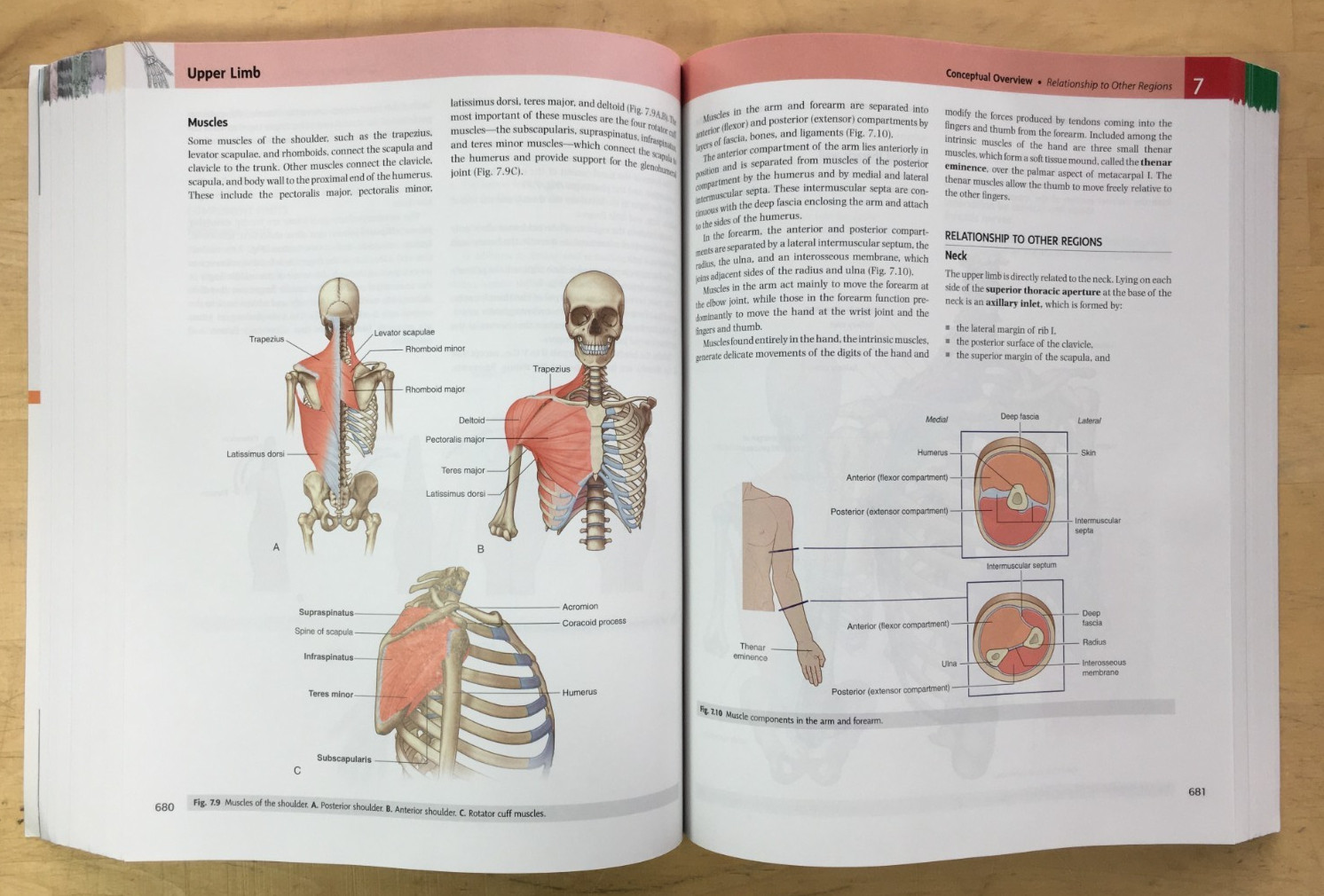 Gray’s Anatomy for Students 4th Edition by Drake, Vogl, and Mitchell – PB, Good