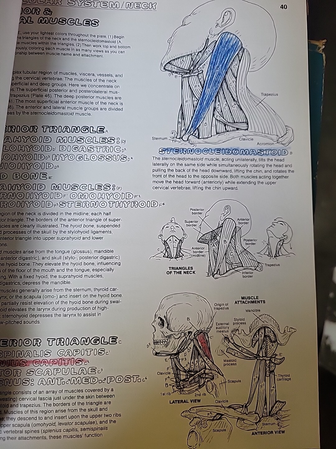 The Anatomy : Coloring Book by Lawrence M. Elson and Wynn Kapit (1997, Trade…