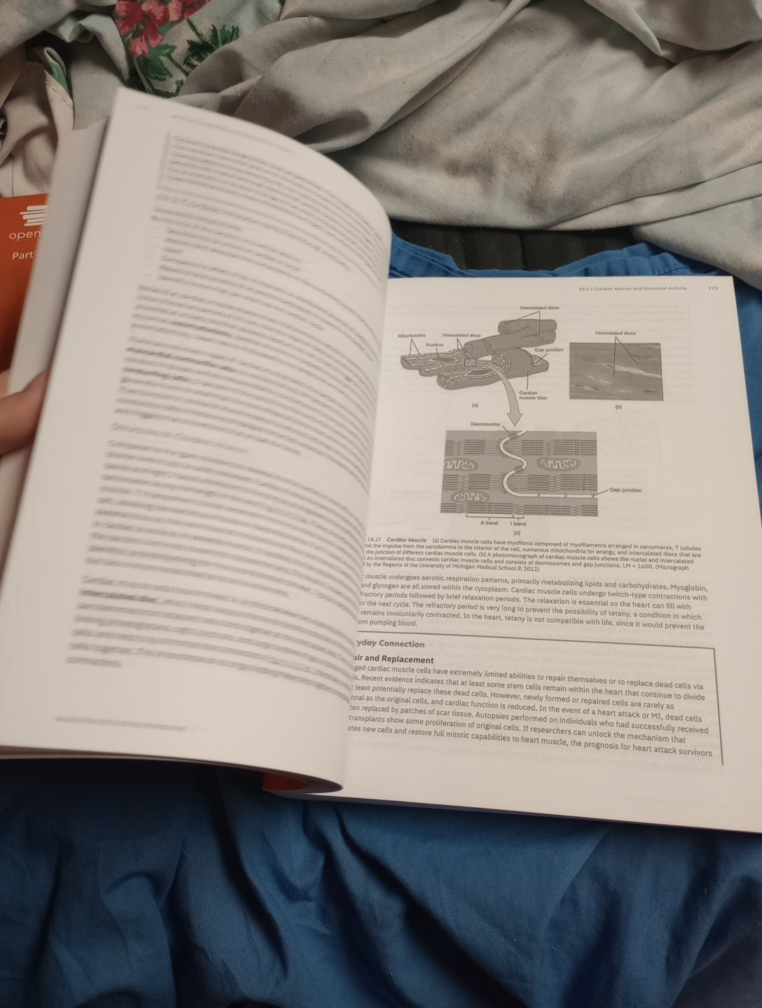 Anatomy & Physiology 2e Books 1 & 2 Set of 2 Textbooks Paper Back Like New Cond