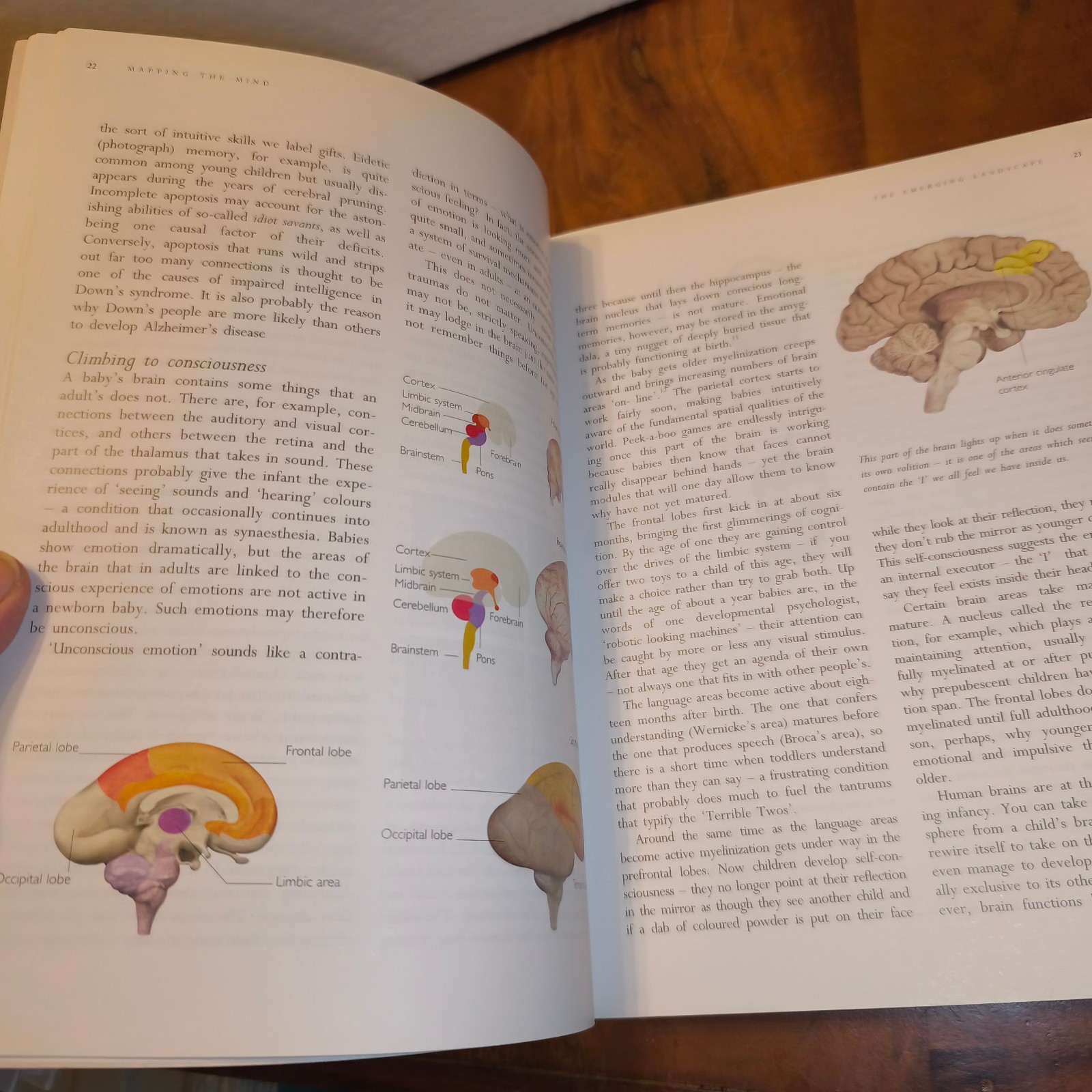 Mapping The Mind by Carter, Rita