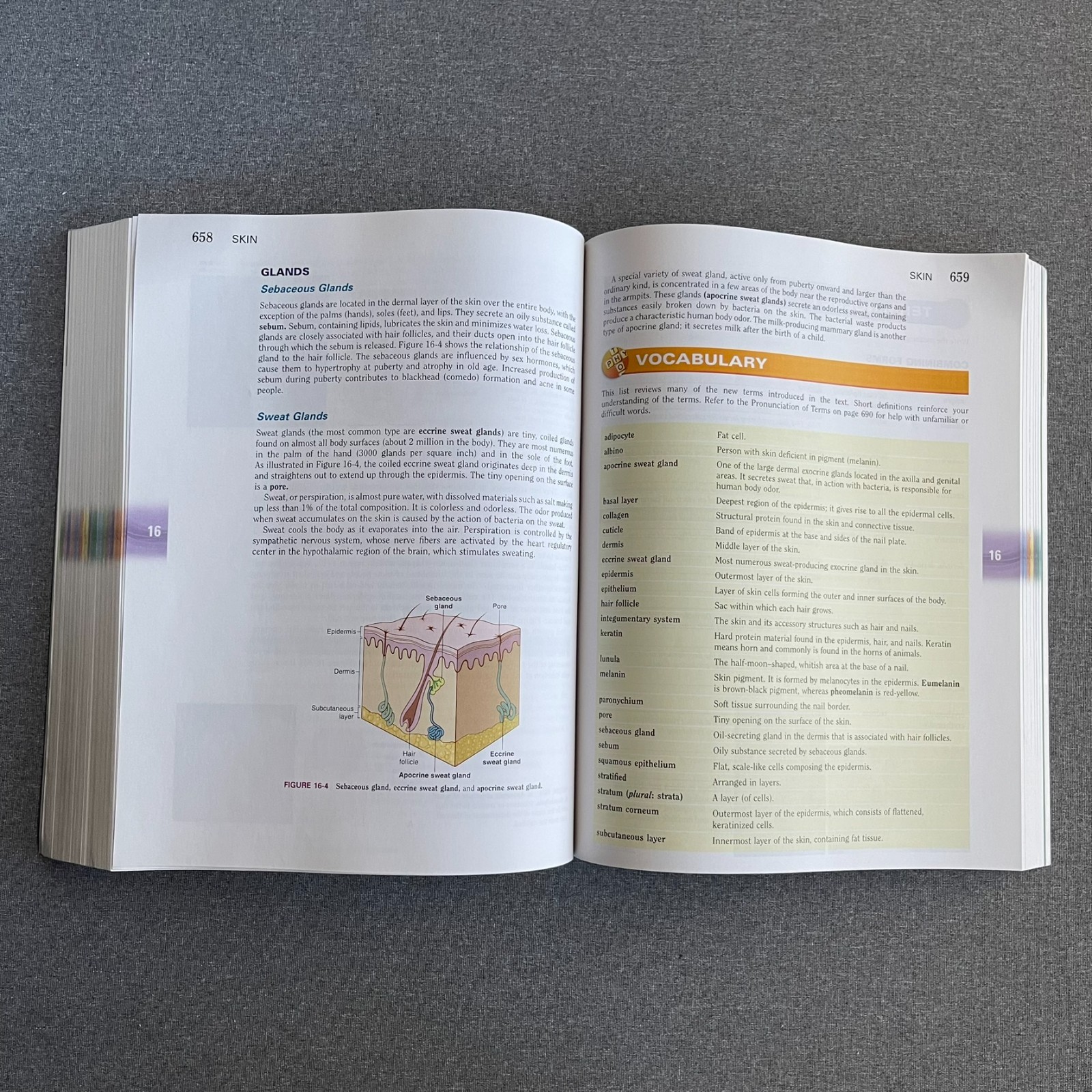 Language of Medicine by Davi-Ellen Chabner, 11th Edition (2016, Trade Paperback)