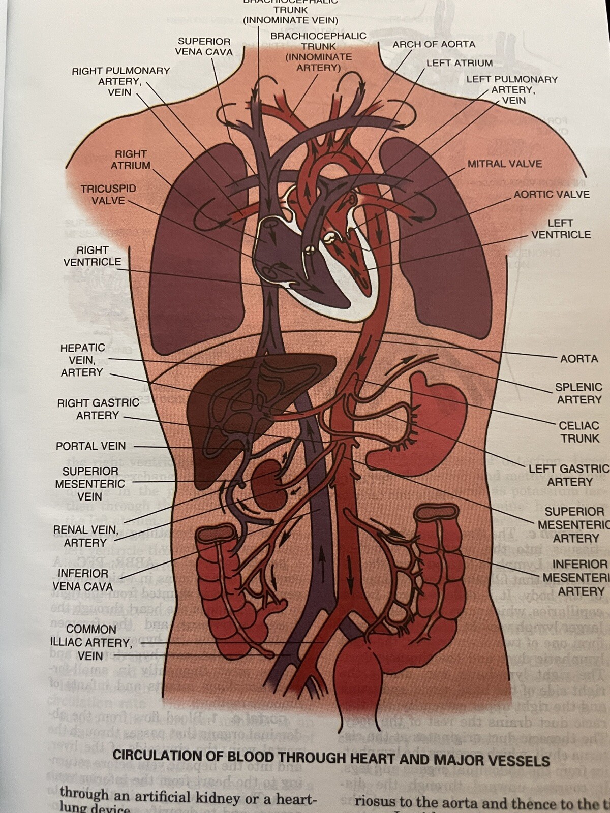 Taber’s Cyclopedic Medical Dictionary : Thumb-Indexed Version by Donald Venes…