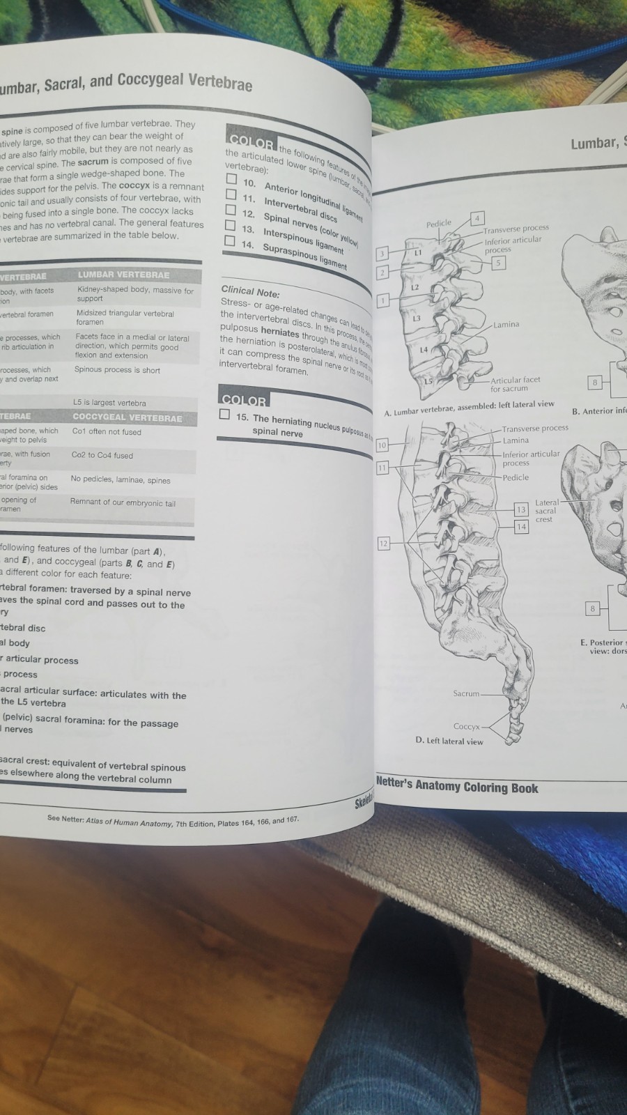 Netter Basic Science Ser.: Netter’s Anatomy Coloring Book Updated Edition by…
