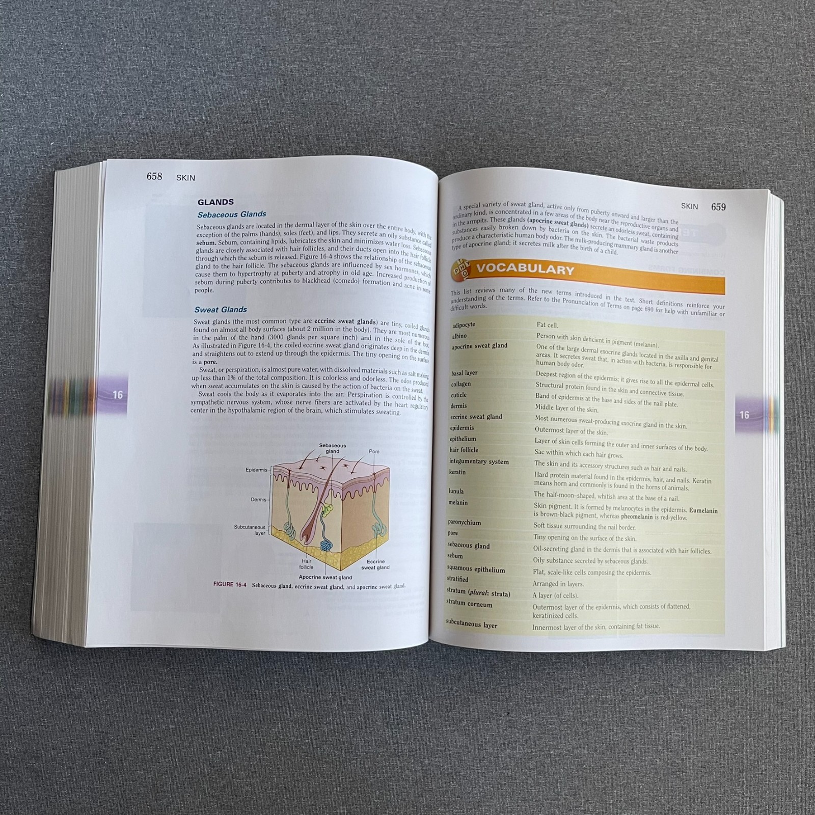 Language of Medicine by Davi-Ellen Chabner, 11th Edition (2016, Trade Paperback)