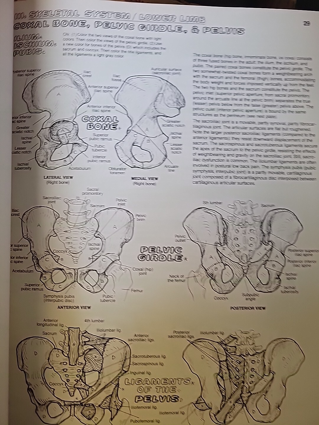 The Anatomy : Coloring Book by Lawrence M. Elson and Wynn Kapit (1997, Trade…