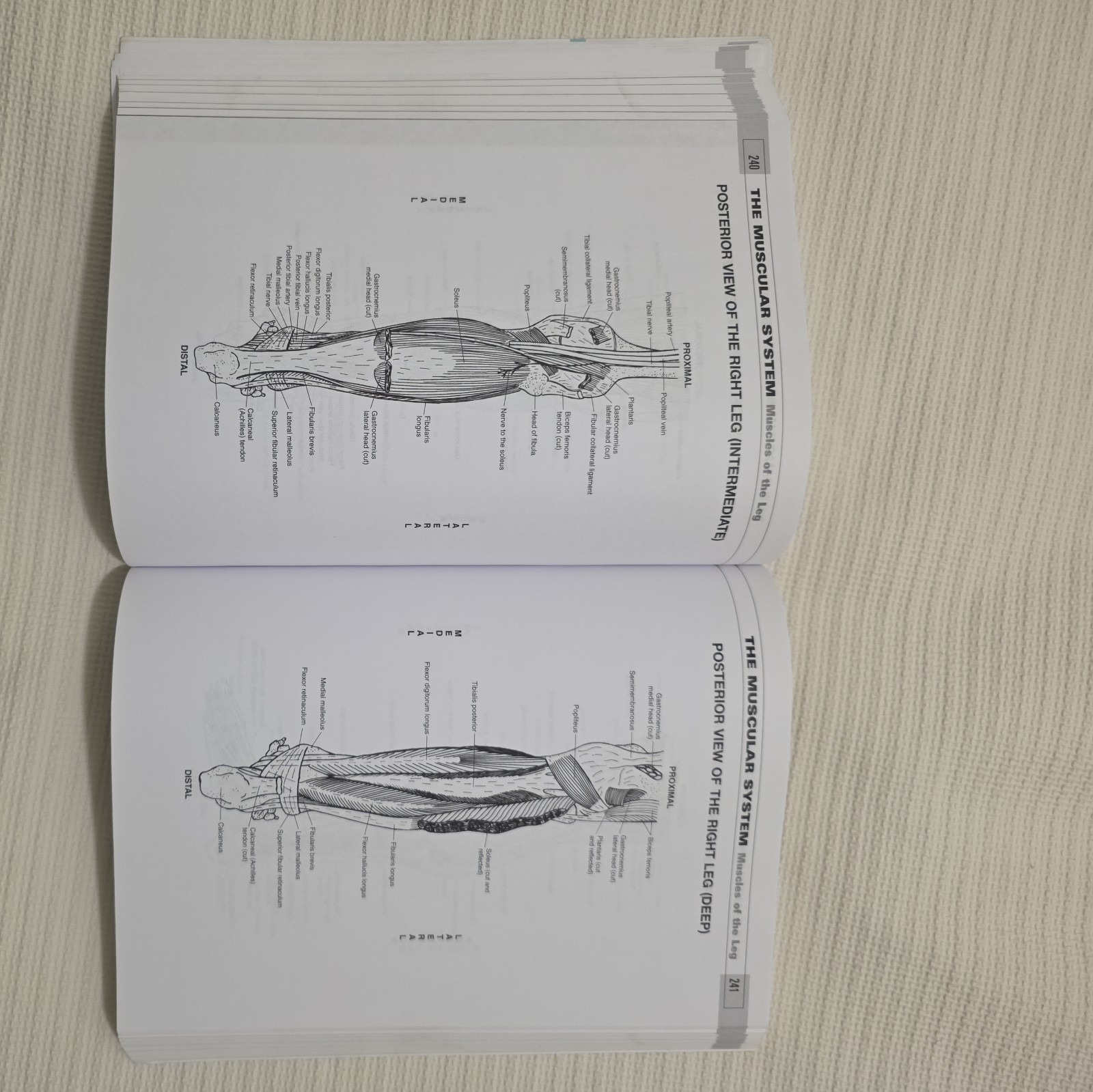 Musculoskeletal Anatomy Coloring Book