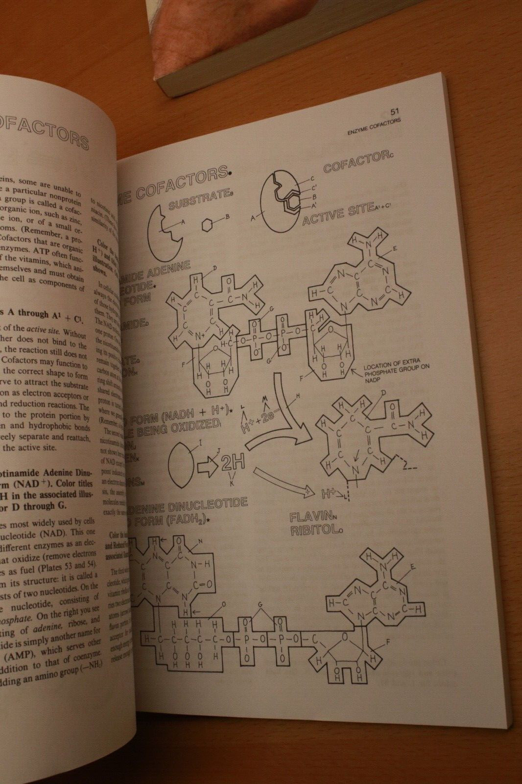 The Anatomy Coloring Book By W. Kapit, L. M. Elson & The Biology C.B. By Griffin
