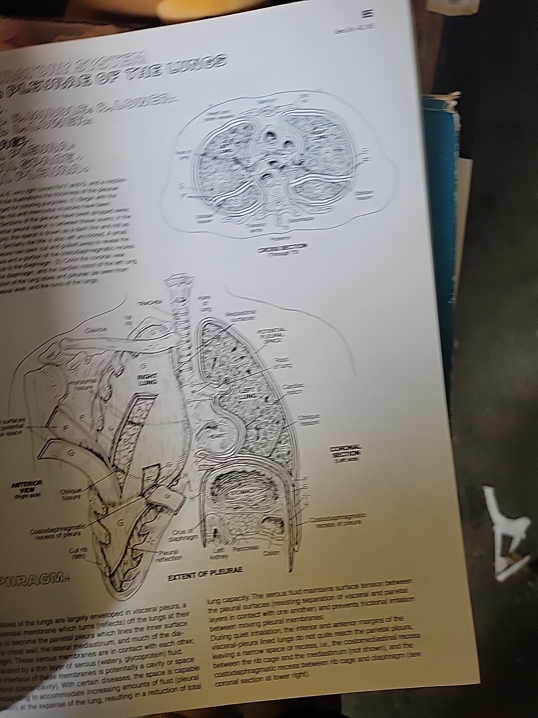 The Anatomy : Coloring Book by Lawrence M. Elson and Wynn Kapit (1997, Trade…