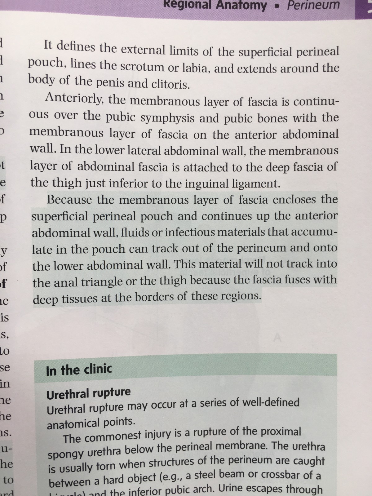 Gray’s Anatomy for Students 4th Edition by Drake, Vogl, and Mitchell – PB, Good