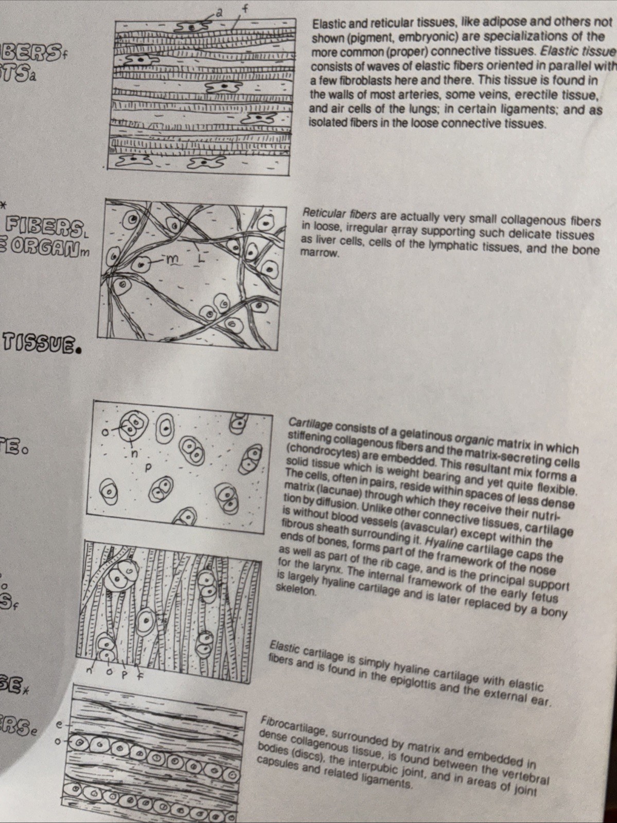 The Anatomy Coloring Book , Wynn Kapit
