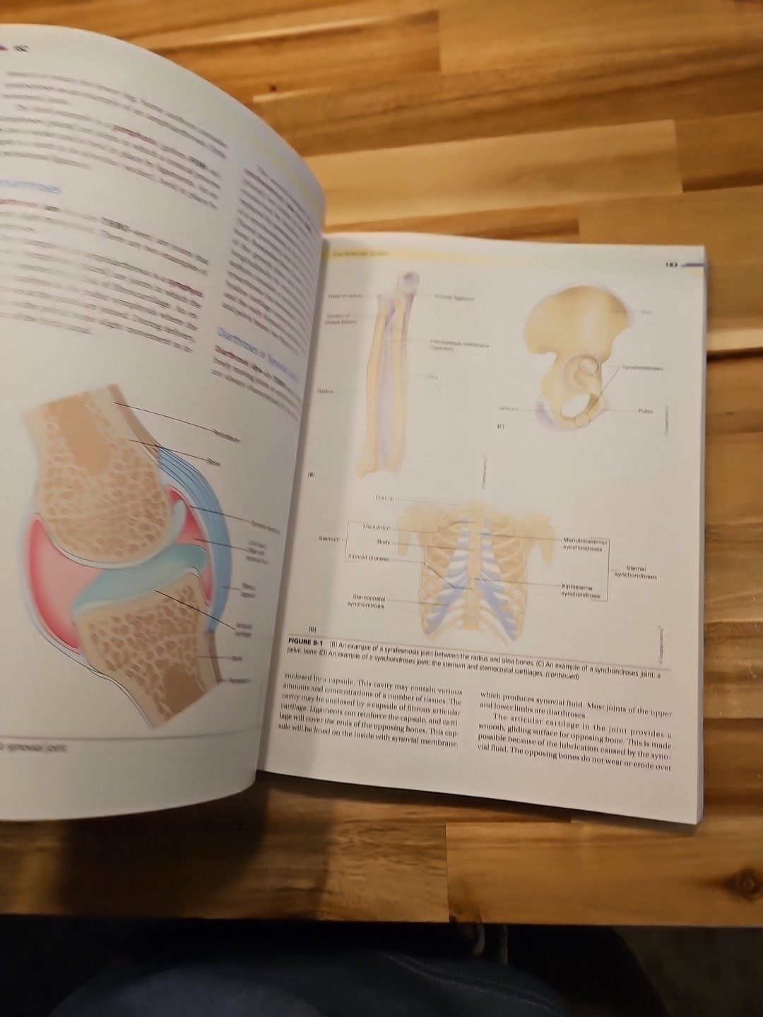Mindtap Course List Ser.: Fundamentals of Anatomy and Physiology by Donald Rizzo