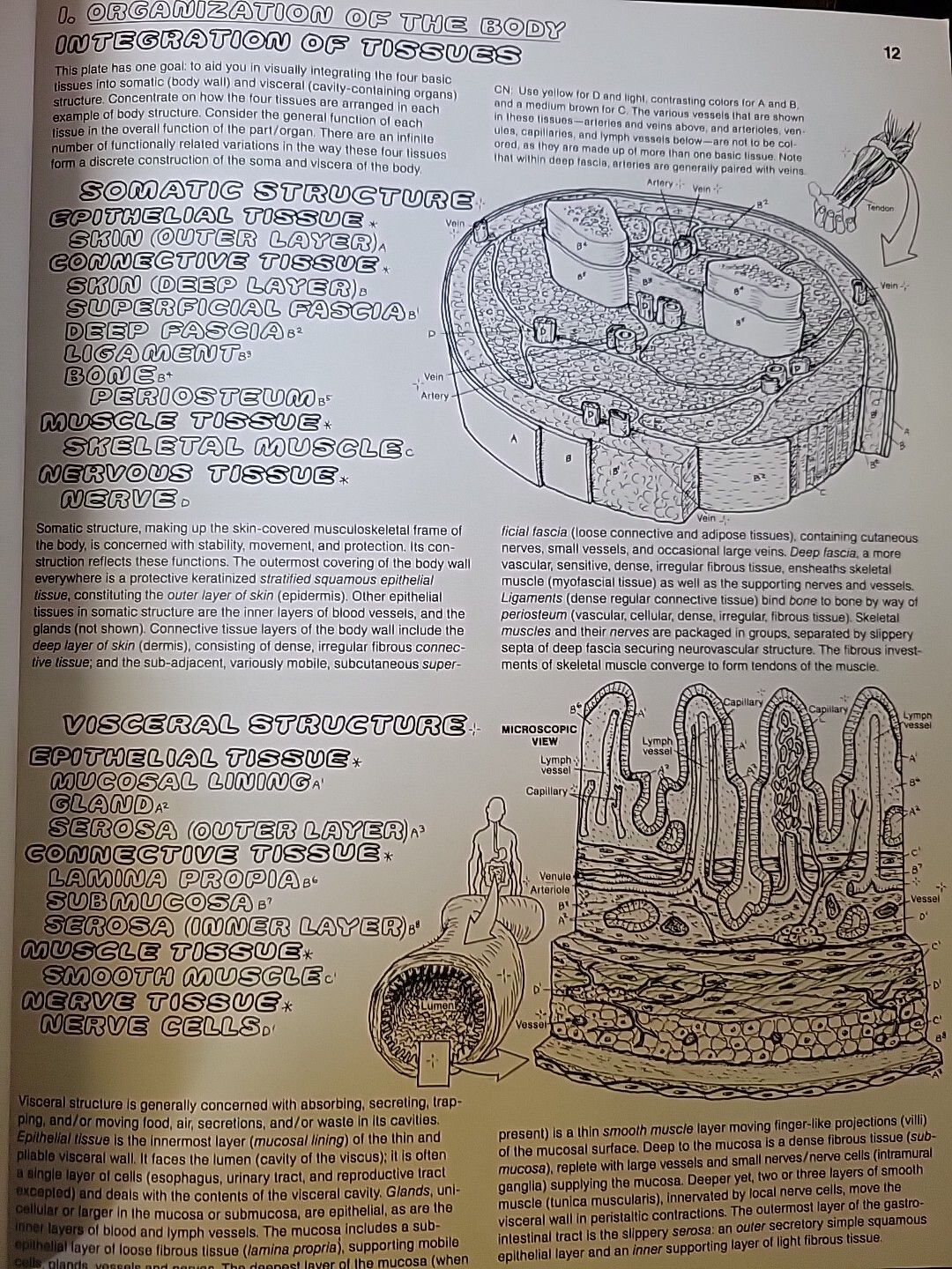 The Anatomy : Coloring Book by Lawrence M. Elson and Wynn Kapit (1997, Trade…