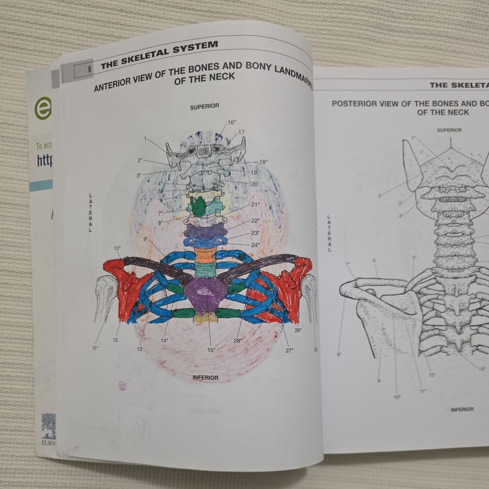 Musculoskeletal Anatomy Coloring Book