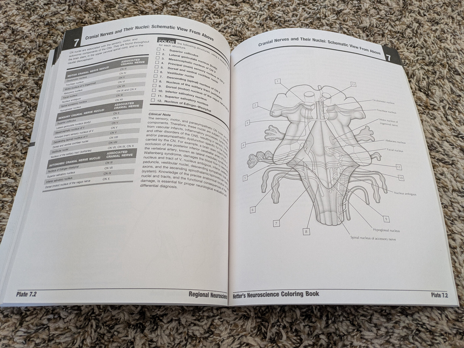 Netter’s Neuroscience Coloring Book | Felton & Maida | 2018 Paperback | LIKE NEW