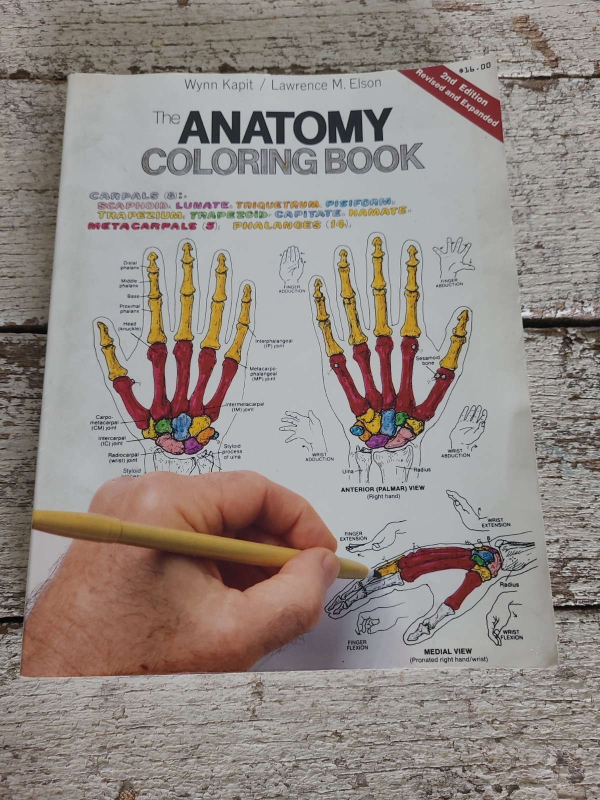 Anatomy : Coloring Book by Wynn Kapit and Lawrence M. Elson (1997, Trade…