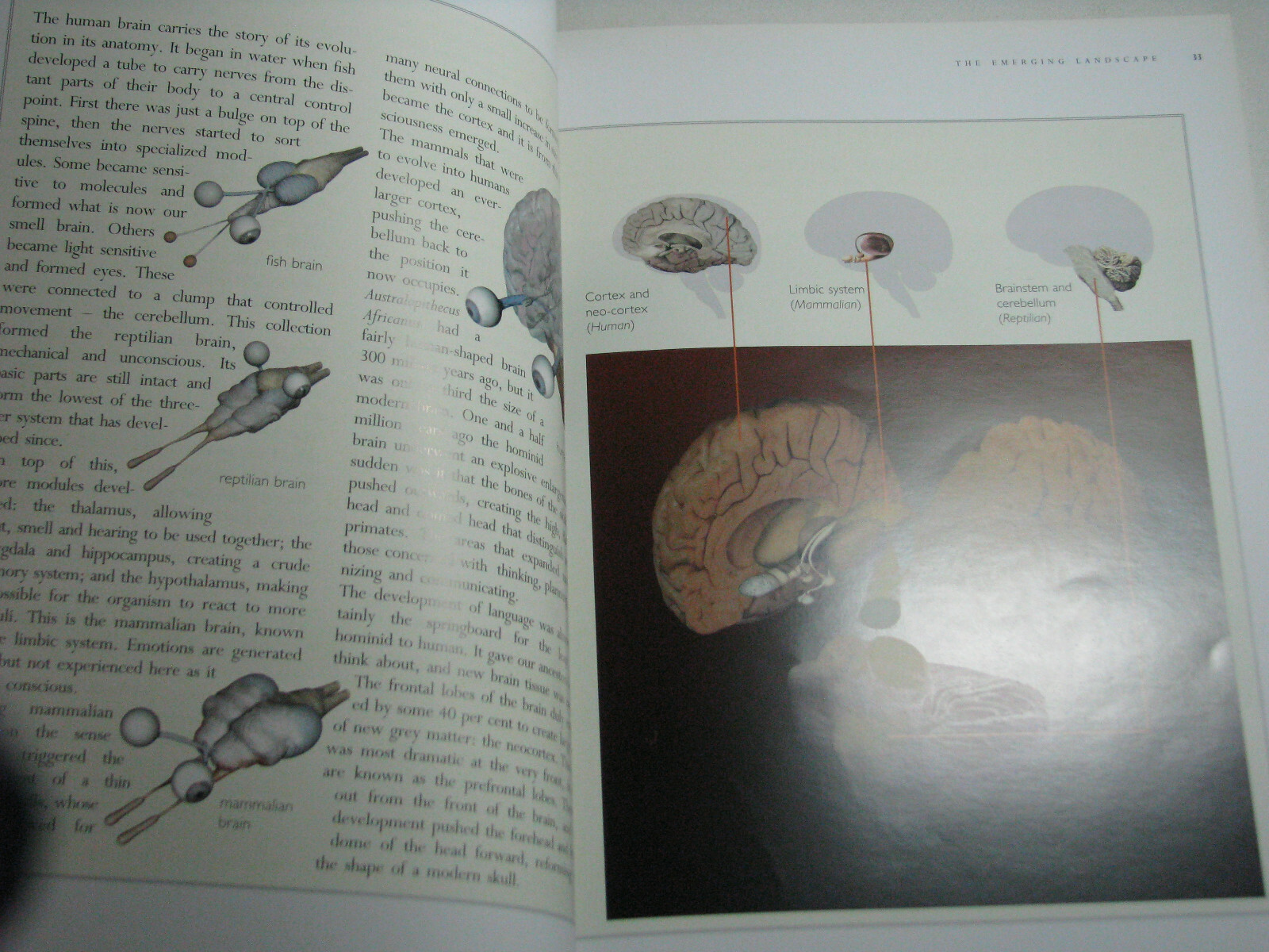 MAPPING THE MIND by Rita Carter 1999 Paperback Brain Science Structure Function