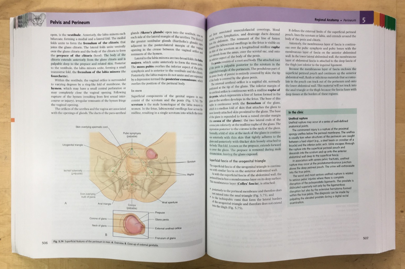 Gray’s Anatomy for Students 4th Edition by Drake, Vogl, and Mitchell – PB, Good