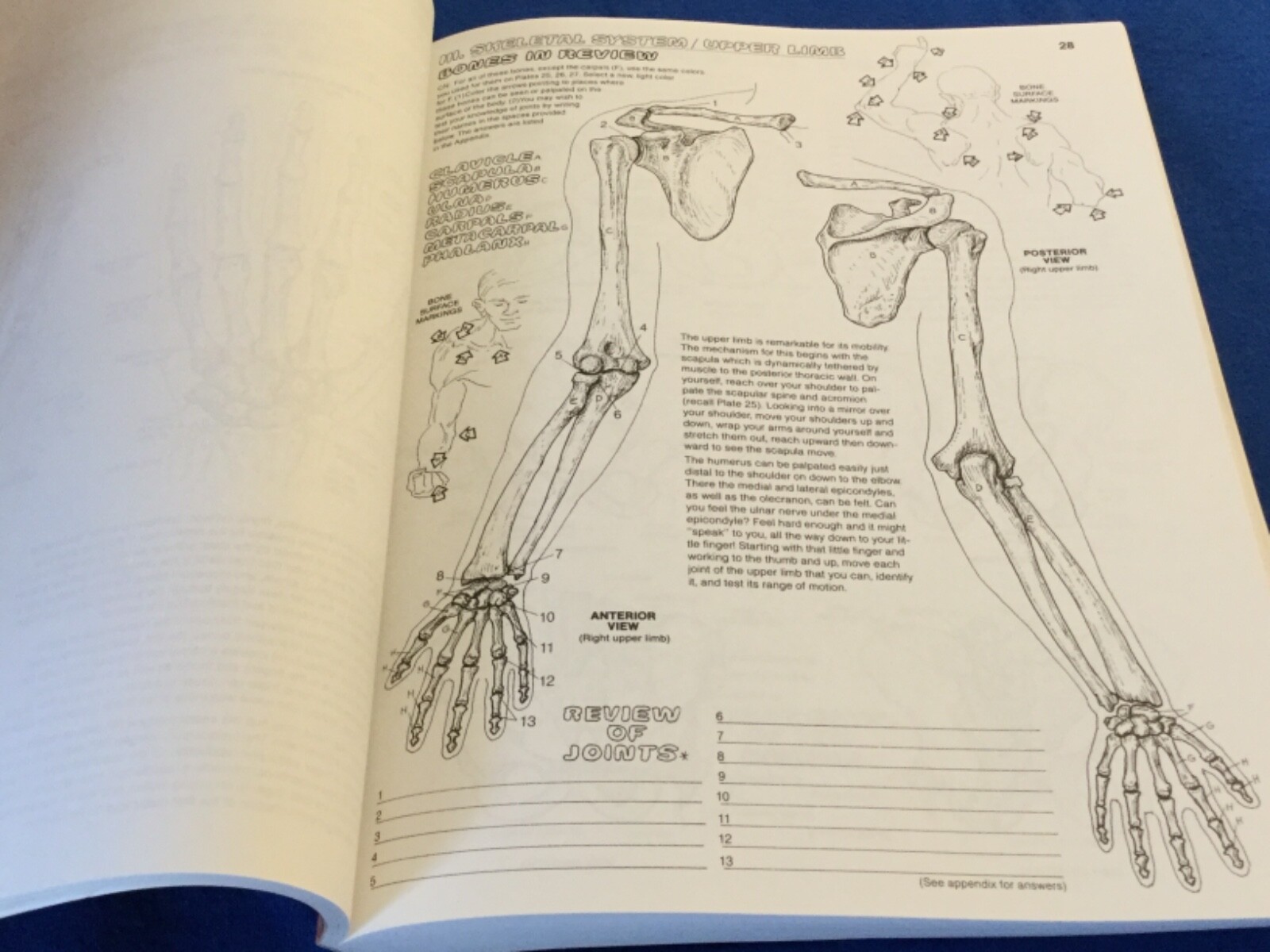 The ANATOMY Coloring Book 2nd Edition Revised & Expanded 1993 Kapit/Elson