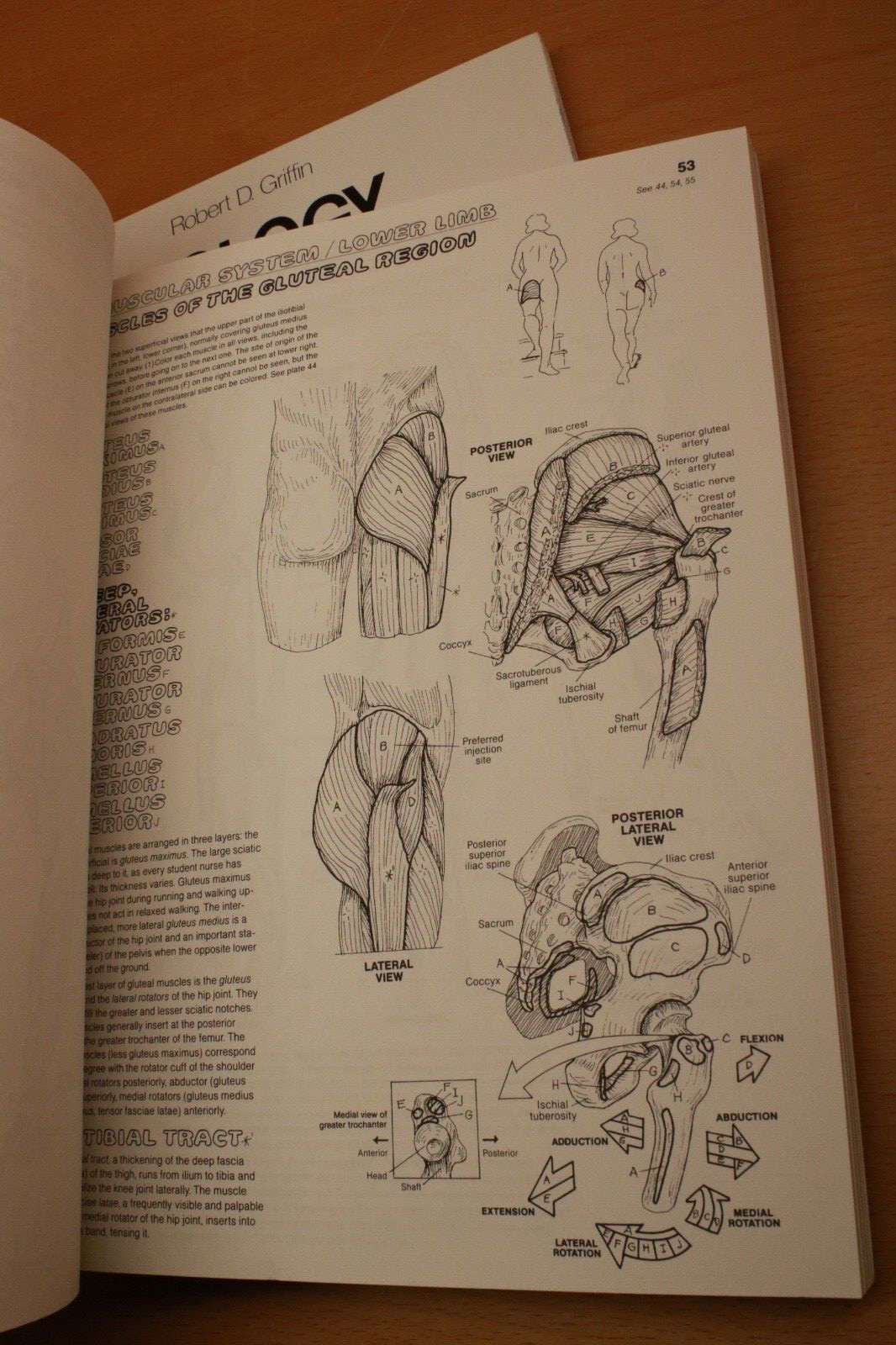 The Anatomy Coloring Book By W. Kapit, L. M. Elson & The Biology C.B. By Griffin