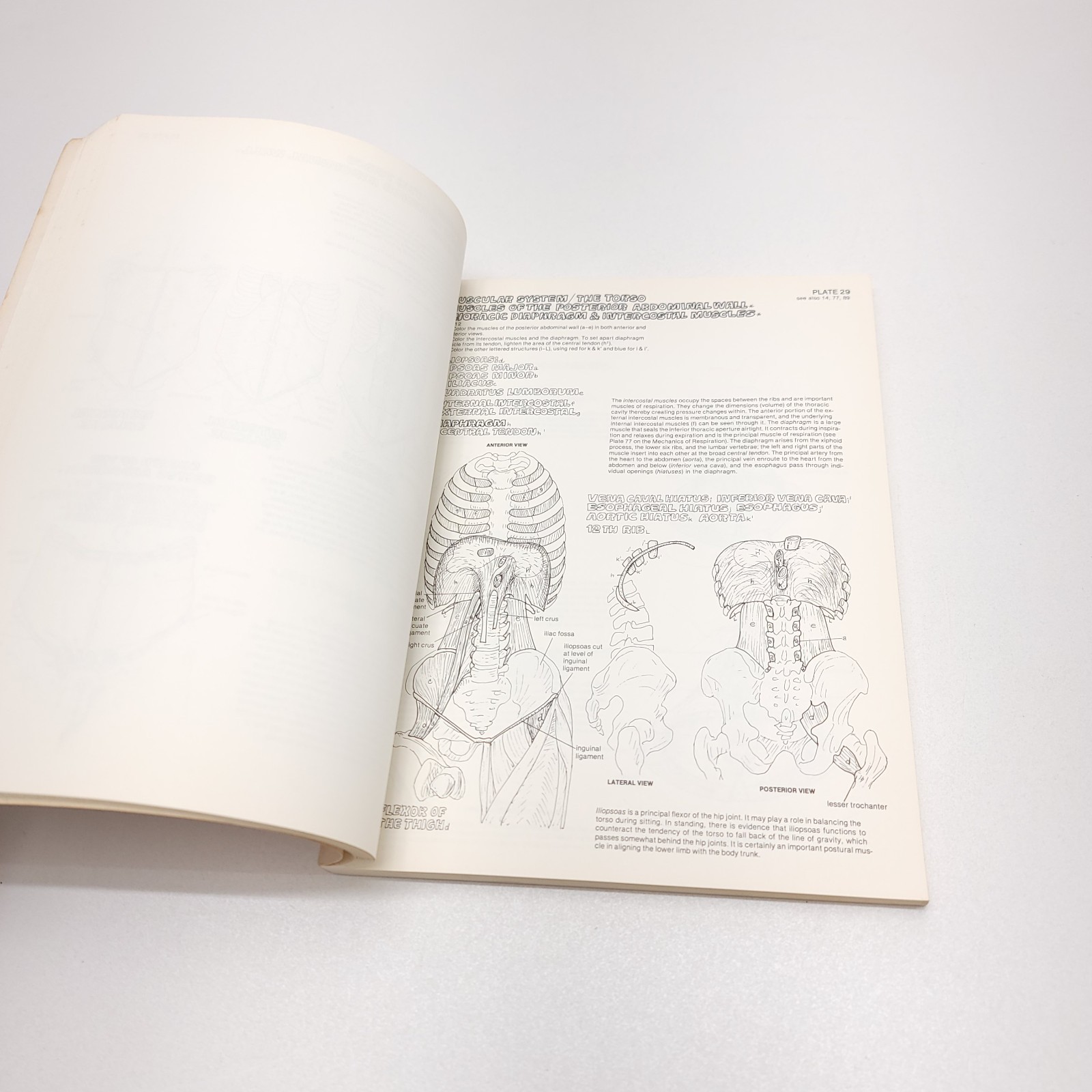 The Anatomy Coloring Book – Paperback By Kapit, Wynn 1977 Unused