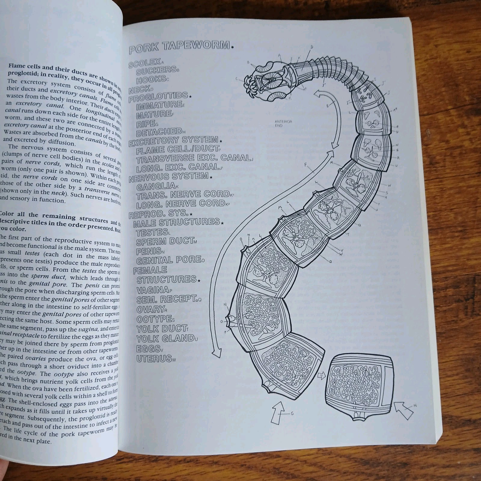 Lot Of 3 Science Coloring Books Biology Anatomy Zoology Vintage