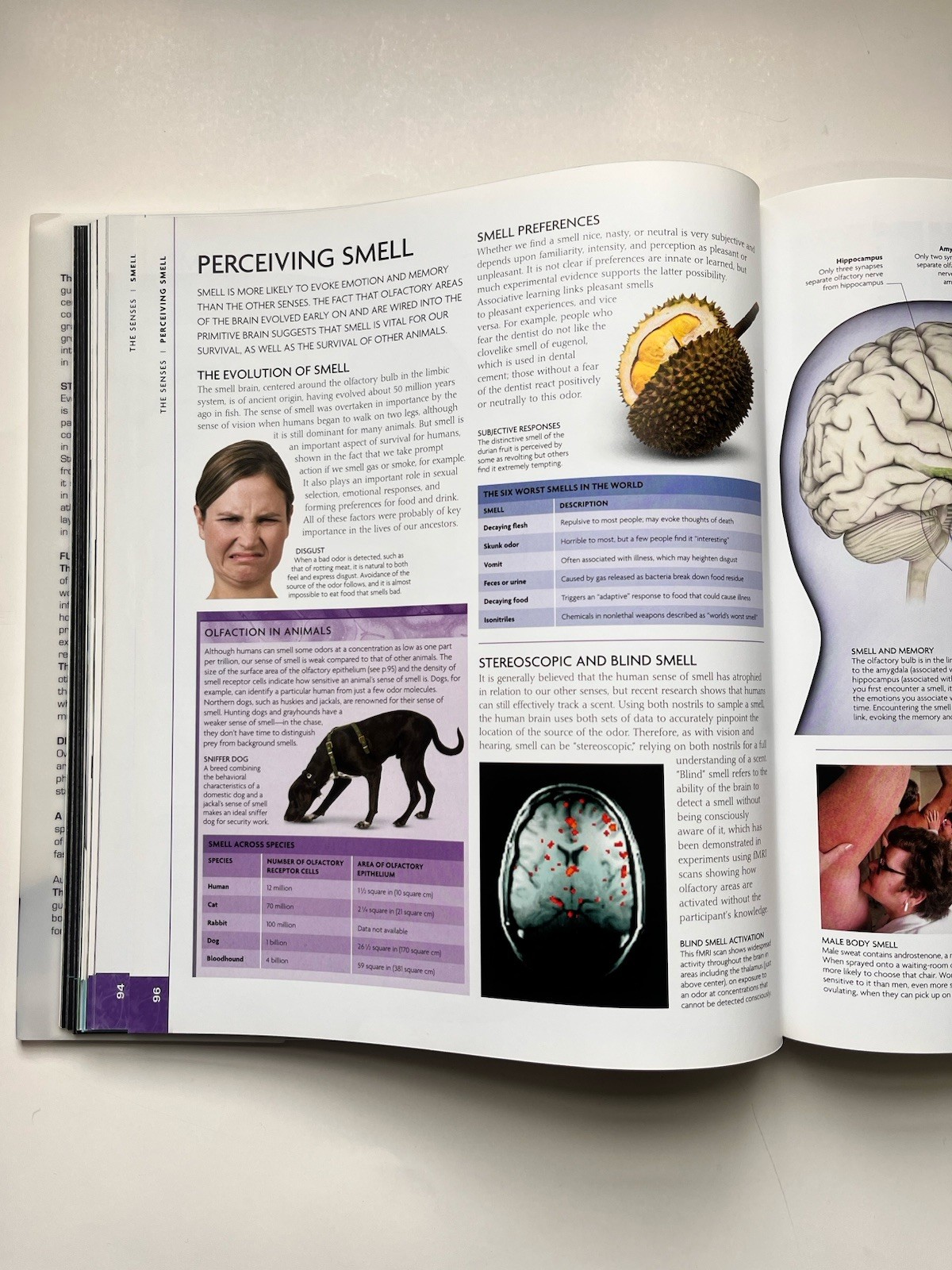 Human Brain Book An Illustrated Guide to Its Structure, Function, and Disorders